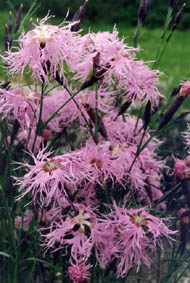 Dianthus superbus